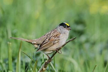 Golden-crowned Sparrow (Zonotrichia atricapilla) at Chowiet Island, Semidi Islands, Alaska, USA