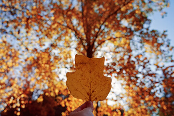 Holding a leaf ,big yellow tree at background. Felling the autumn from all the colors.