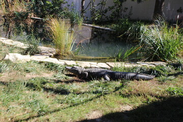 alligator au zoo