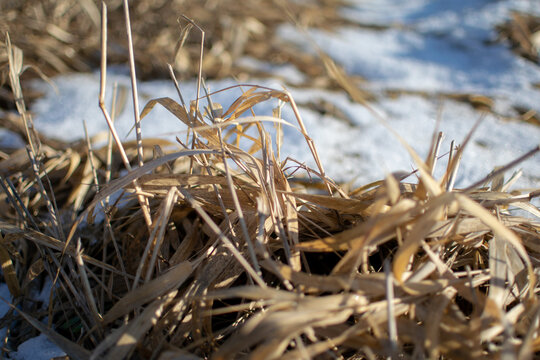 Brown old hay covered with frost and snow
