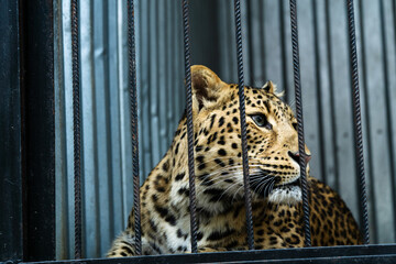 adult leopard behind bars at the zoo