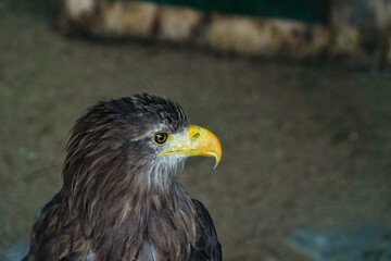portrait of an eagle on a brown background in profile