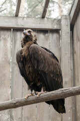 rare vulture sitting on a branch in a nursery