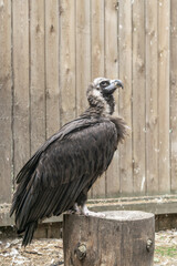 big vulture sits on plump in nursery