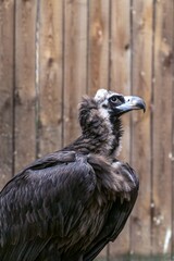 portrait of a large vulture in profile