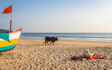 Fototapeta na wymiar A woman sunbathing on the beach in India, alerted at the sight of a black bull walking along the shore