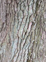 bark texture 