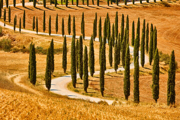 Cypress trees valley of Orcia in Siena province Tuscany region Italy landmark