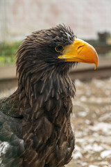 close-up portrait of a golden eagle with a bright yellow beak