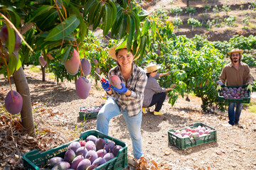 Positive young woman working in fruit garden on sunny fall day, harvesting ripe purple mangoes