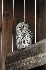Snowy owl sits without bars in the nursery