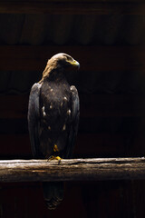 a large golden eagle sits on a thick wooden bar against a black background in backlight