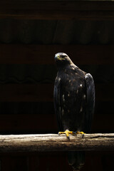 a large golden eagle sits on a thick wooden bar against a black background in backlight