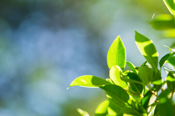 Closeup nature view of green leaf on blurred greenery background with copy space using as background and fresh ecology wallpaper concept