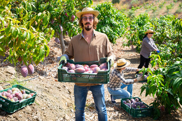 Portrait of successful gardener with box of ripe mango fruits during harvest in his orchard