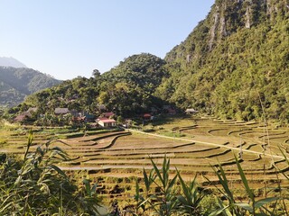 Fototapeta na wymiar Ricefield, Pu Luong, Vietnam