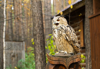 owl with bright eyes sits on a pedestal