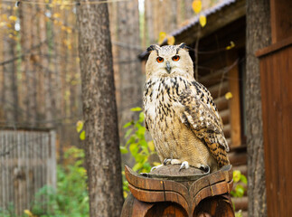 owl with bright eyes sits on a pedestal