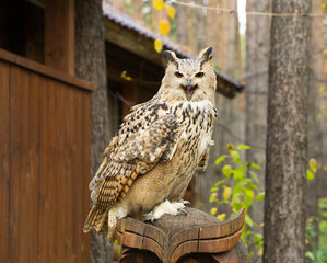 owl with bright eyes sits on a pedestal