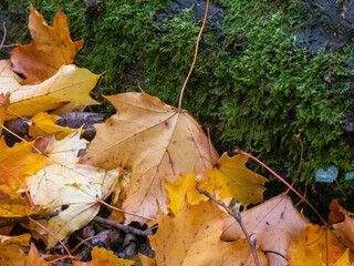 pile of autumn coloured leaves against a mossy tree trunk
