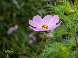 a bright pink garden cosmos