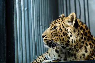 the leopard proudly lies without a lattice