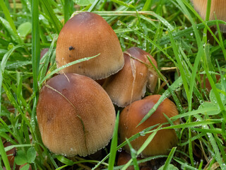 toadstools growing up through the grass a sign that Autumn has arrived