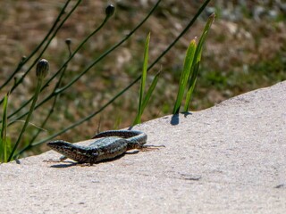 lizard resting in the sunshine
