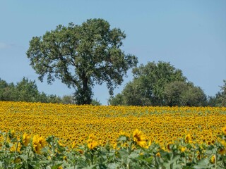 field of beautiful bright yellow sunflowers
