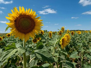 beautiful bright yellow sunflowers in France