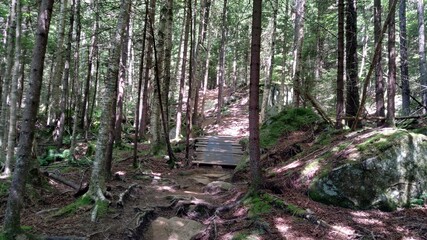bridge in the forest