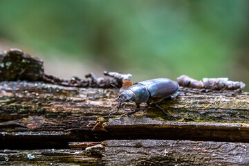 stag-beetle on trunk