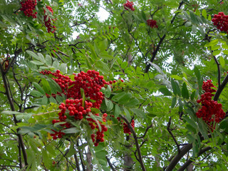 lots of bright red Rowan berries on a big tree in the Park
