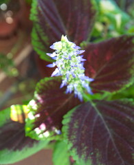 Coleus plant  