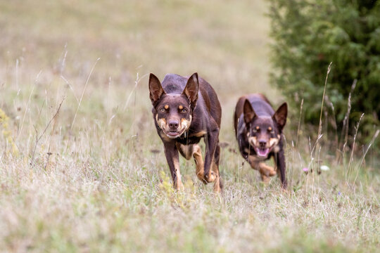 Australian Working Kelpie