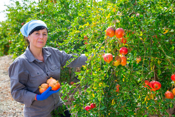 Positive woman orchard owner collects ripe pomegranates