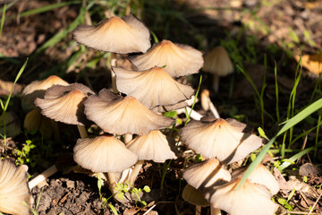 Wild autumn mushrooms - toadstools among the green grass on a sunny day. October.