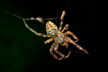 Araignée gros plan macro photographie