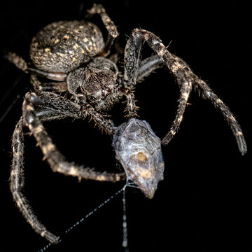 Grosse araign&eacute;e en train de pi&eacute;ger sa proie