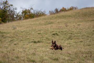 Australian Working Kelpie