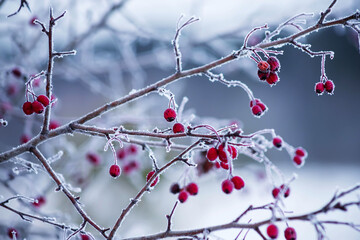 Red viburnum berries in the snow hang on a tree.
