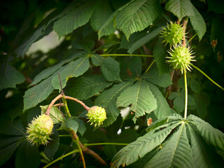 Not ripened fruits of a horse-chestnut