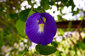 The beautifulness of flower as a part of mother nature