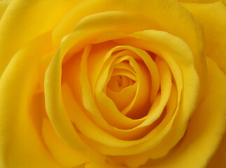 Fototapeta na wymiar Yellow rose blossom, flower macro wallpaper