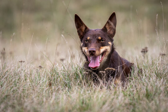 Australian Working Kelpie