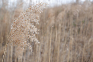 Bulrush closeup texture background. Autumn mock up with dry flow