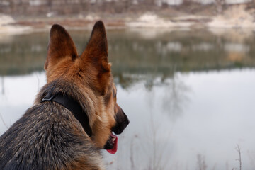 Rear view dog sitting on lakeside. Lake landscape, with German S