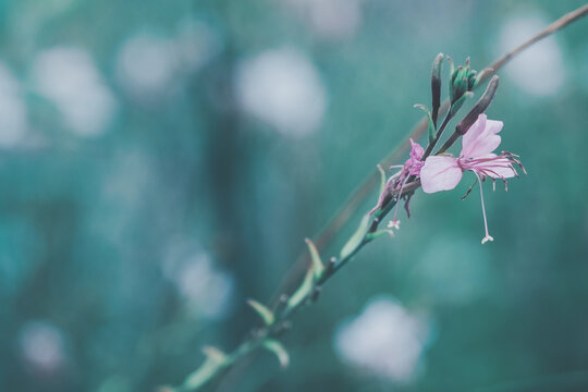 Autumn wildflowers　－Processed with VSCO with hb2 preset