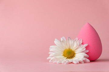 A sponge for applying makeup in the form of a drop or egg and a white chrysanthemum flower on a delicate pink background
