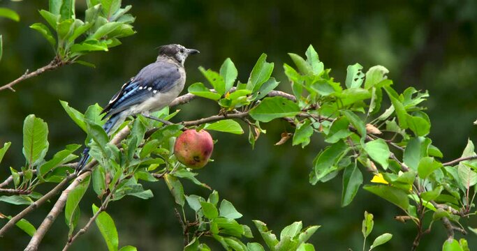 Blue jay eating apple in apple tree.